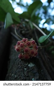 Pequeño grupo flor hoya