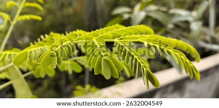 small bunch of leaves altogether