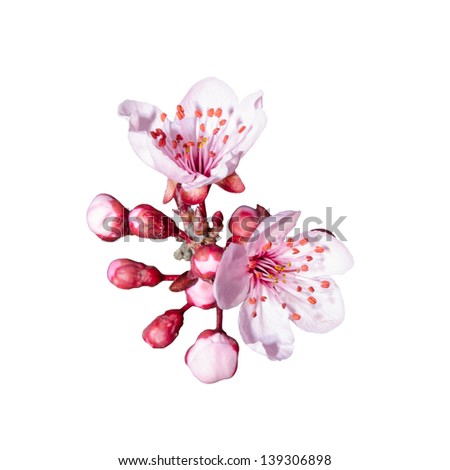 Small bunch of spring pink blossom isolated on white