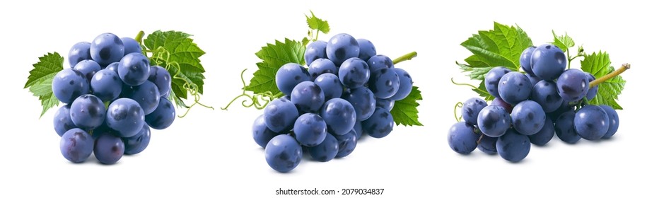 Small bunches of blue grapes with leaves set isolated on white background. Package design element with clipping path
