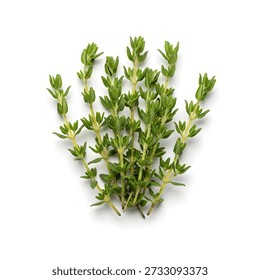 Small bundle of thyme sprigs with leaves intact