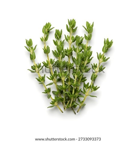 Small bundle of thyme sprigs with leaves intact