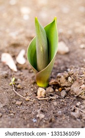 Small Burgeoning Tulip. Young Green Tulip Sprout In Garden.