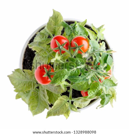 Small bush of cherry tomatoes grows in a flower pot. Home cultivated potted tomatoes isolated on white. Top view.