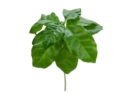 Small Bush Of Coffee Tree With Luscious Green Glossy Leaves, Isolated. Young Coffee Plant With Waxy Leaves On White Background