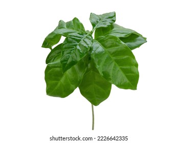 Small bush of coffee tree with luscious green glossy leaves, isolated. Young coffee plant with waxy leaves on white background