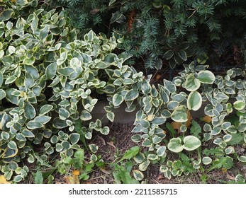 Small Bush With Green And White Variegated Leaves In An Urban Park