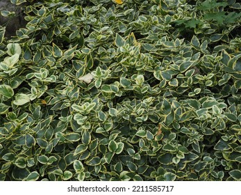 Small Bush With Green And White Variegated Leaves In An Urban Park