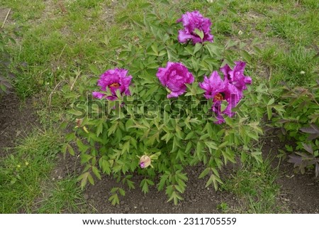Small bush of tree peony with bright pink flowers in May