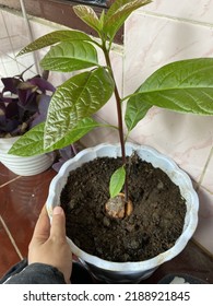 A Small Butter Avocado Tree In A Pot.