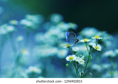 small butterfly close-up - Shutterstock ID 1296902815