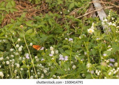 A small butterfly in a flower patch