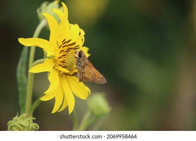 A Small Butterfly Gathers Nectar From A Lovely Yellow Daisy In Fall 2016 In Cape May, New Jersey.