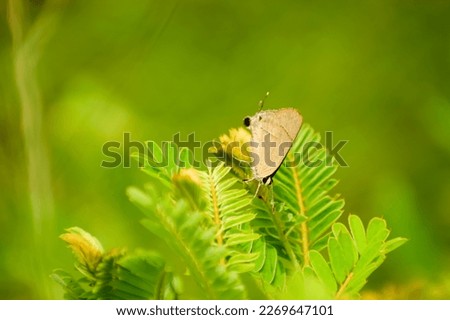 Small butterfly sitting on green plant. Butterfly in nature habitat, Nice insect from india. The Common Flash, Bidaspa nissa (or Rapala nissa) butterfly Stock photo © 