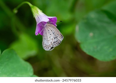 Una Pequeña mariposa con