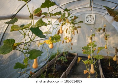 Small Butternut Squash Garden In A Greenhouse 