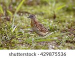 Small Buttonquail 