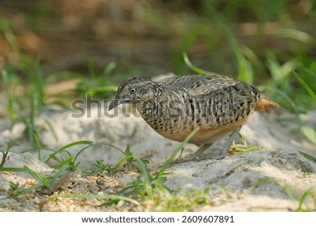Small Buttonquail  Turnix sylvaticus Walk to find grains on the ground and green grass.