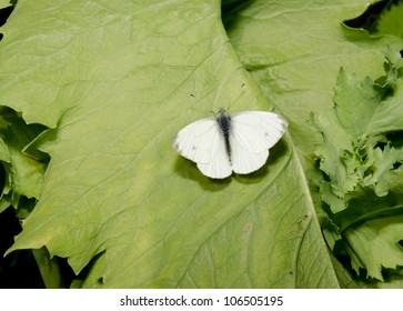 Small Cabbage White Butterfly