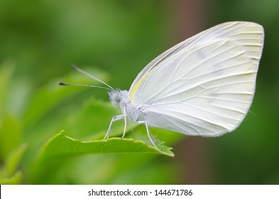 Small Cabbage White Butterfly