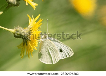 Small cabbage white butterfly pollinating a yellow dandelion flower