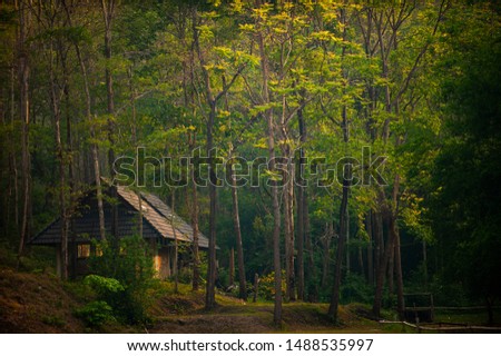 Small cabin in deep forest.