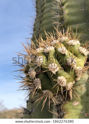 Small Cacti Sprouting from Parent Cacti