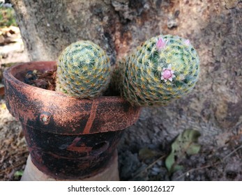 Small cactus can have lovely pink flowers, beautiful for 3-5 days.
