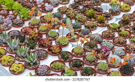 Small Cactus Decorative Plants in Pots Mix Variety