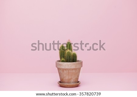 Small cactus in a flowerpot on a pink background