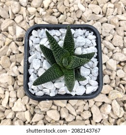 Small Cactus Gasteria In A Pot