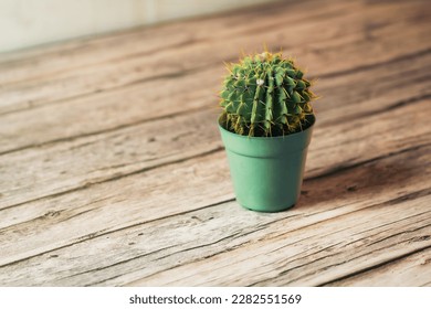 small cactus in a green pot on a wooden table