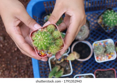 
A Small Cactus In The Hand Of A Girl Well Planted And Cared For To Generate Income As A Family Business