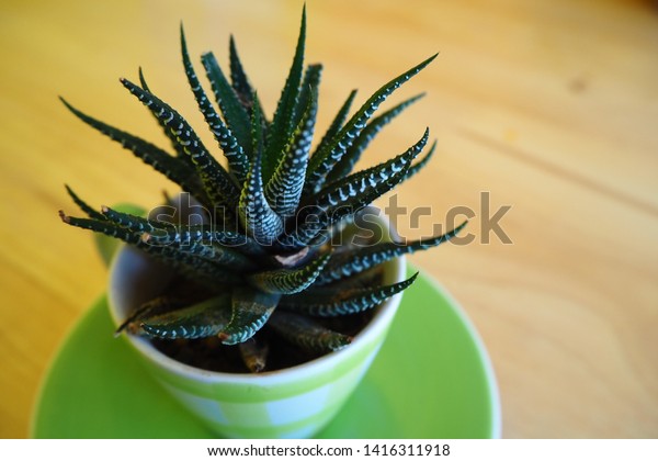 Small Cactus Looking Like Aloe Vera Stock Photo Edit Now 1416311918