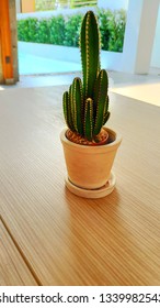 Small cactus on the table