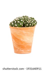 Small Cactus Plant, Echinopsis Subdenudata Genus, In Terra Cotta Flower Pot Isolated  On White Background