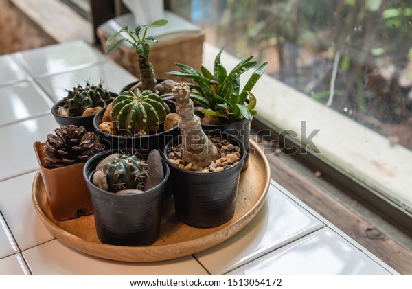 Small Cactus Plant Pot Decorative Window Stock Photo Edit Now