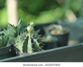 A small cactus plant with several buds growing on top. The cactus is green with sharp spines and is sitting in a black pot. There are other plants in the background, including a larger cactus with lon - Powered by Shutterstock