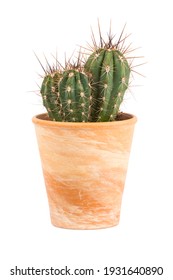 Small Cactus Plant, Stetsonia Coryne Genus, In Terra Cotta Flower Pot Isolated  On White Background