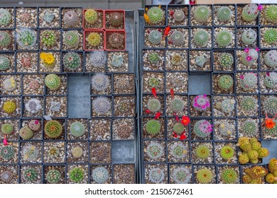 Small Cactus Plants in Square Pots Top View Selection