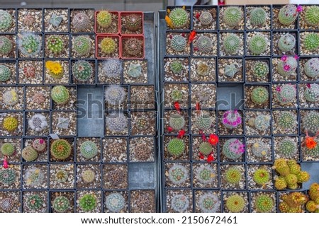 Small Cactus Plants in Square Pots Top View Selection