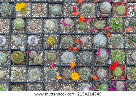 Small Cactus Plants in Square Pots Top View Mix
