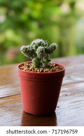 Small cactus in pot 