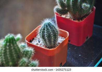 Small cactus in small pots at the backyard