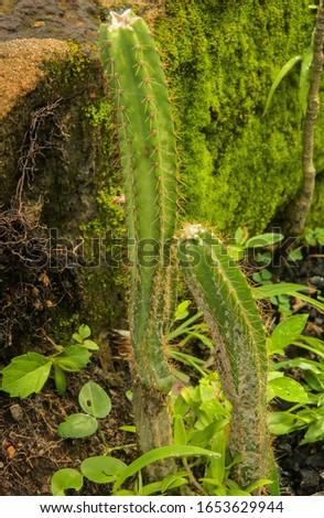Similar – Image, Stock Photo Skewering moss on a wall stone in front of a blurred background