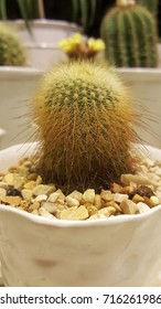 small cactus tree.