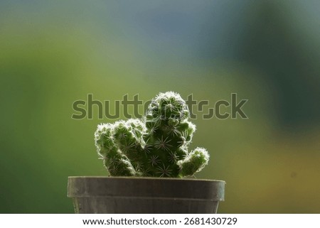 small cactus with unsharp background