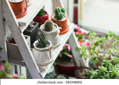 Small cactuses and succulents at the flower shop