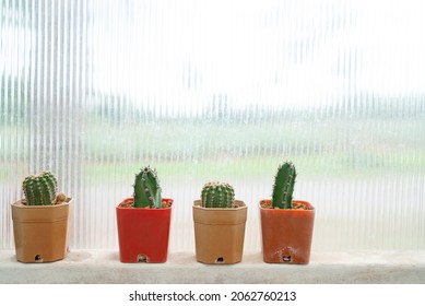 small cacuts decorating by window at home