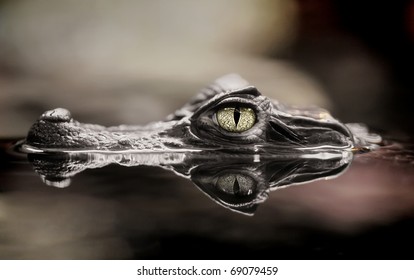 The small caiman in water